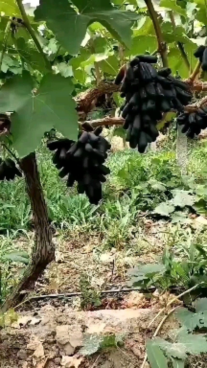 蓝宝石葡萄～来自陕西大荔九朵的精品礼物～九泉湾®纯甜