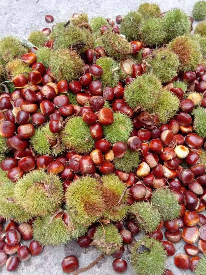 产地纯正泰山油栗，板栗，低价出售，规格齐全，货量大，