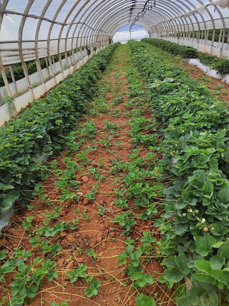 粉玉2号草莓生产苗