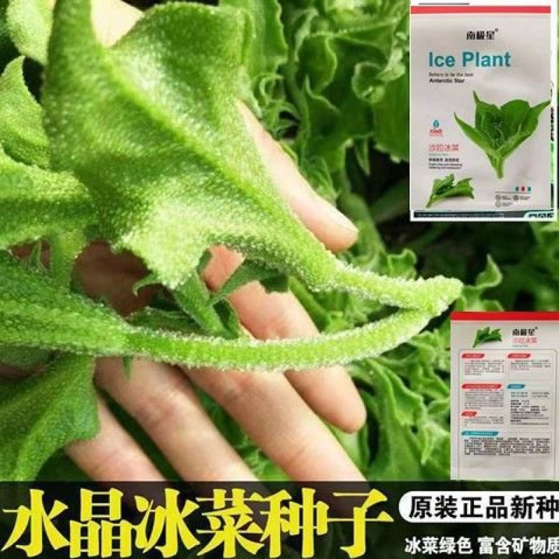 冰菜种子水晶冰菜种子冰草种子冰草苗特色新鲜蔬菜种子