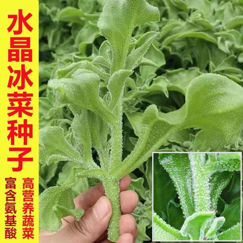 冰菜种子水晶冰菜种子冰草种子冰草苗特色新鲜蔬菜种子