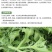 冰菜种子水晶冰菜种子冰草种子冰草苗特色新鲜蔬菜种子