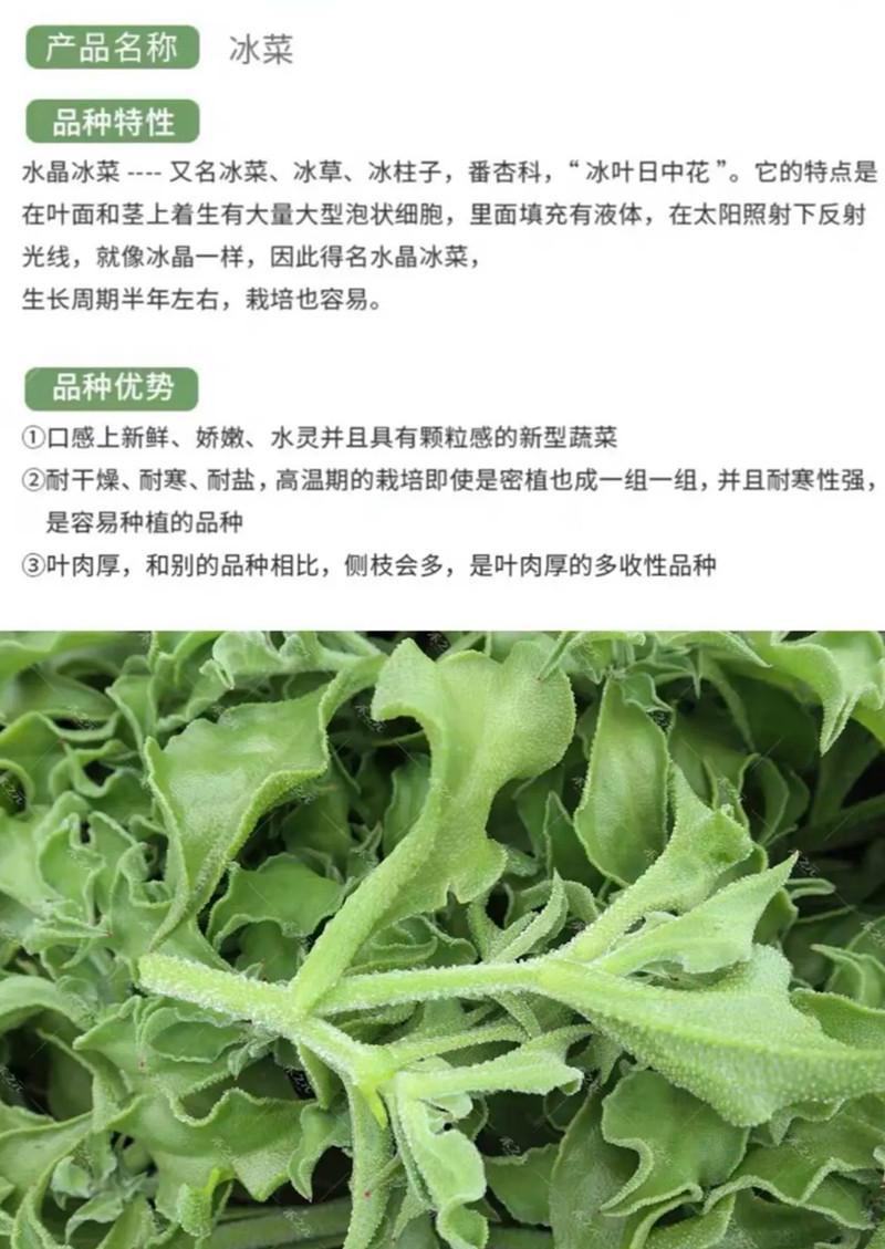 冰菜种子水晶冰菜种子冰草种子冰草苗特色新鲜蔬菜种子