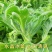 冰菜种子水晶冰菜种子冰草种子冰草苗特色新鲜蔬菜种子
