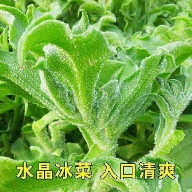 冰菜种子水晶冰菜种子冰草种子冰草苗特色新鲜蔬菜种子
