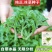 冰菜种子水晶冰菜种子冰草种子冰草苗特色新鲜蔬菜种子