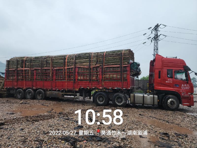 湘西雪峰山菜架竹、竹竿、竹架条、金竹、铁竹、白竹、水竹