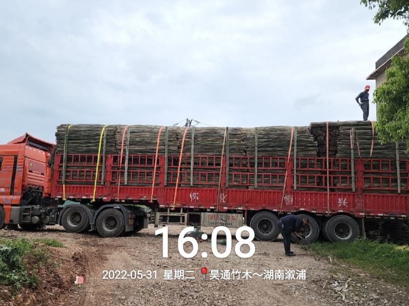 湘西雪峰山菜架竹、竹竿、竹架条、金竹、铁竹、白竹、水竹