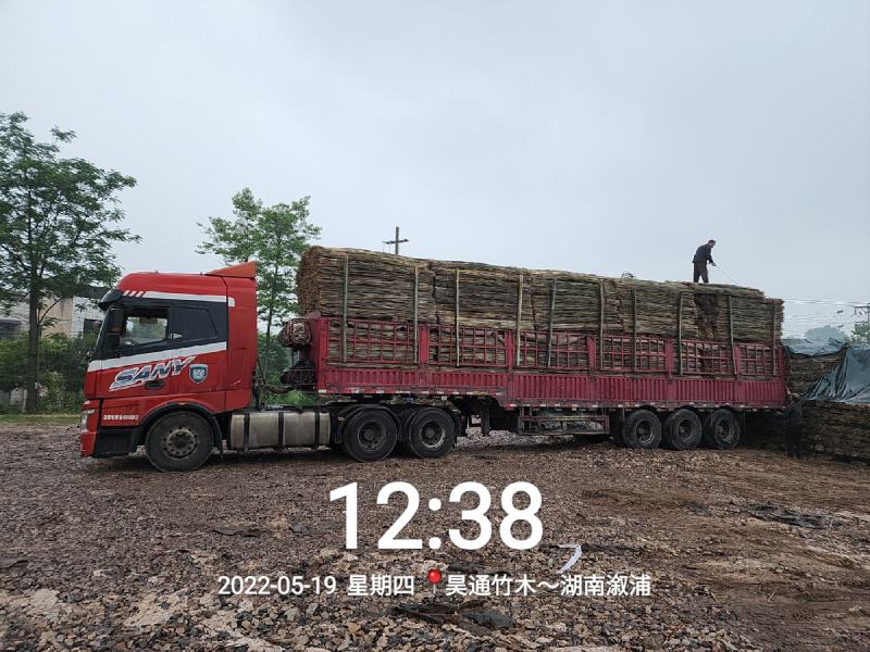 湘西雪峰山菜架竹、竹竿、竹架条、金竹、铁竹、白竹、水竹