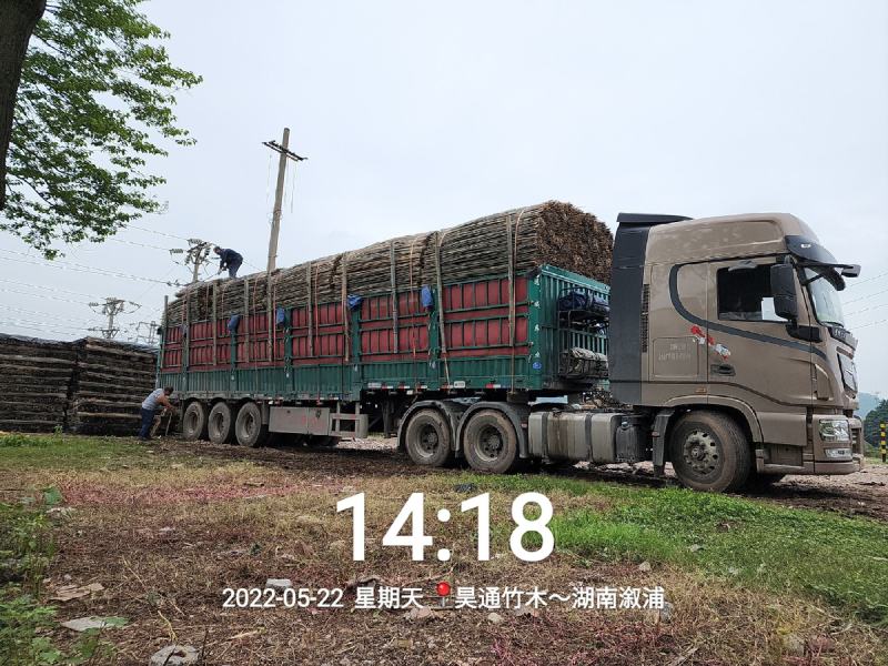 湘西雪峰山菜架竹、竹竿、竹架条、金竹、铁竹、白竹、水竹