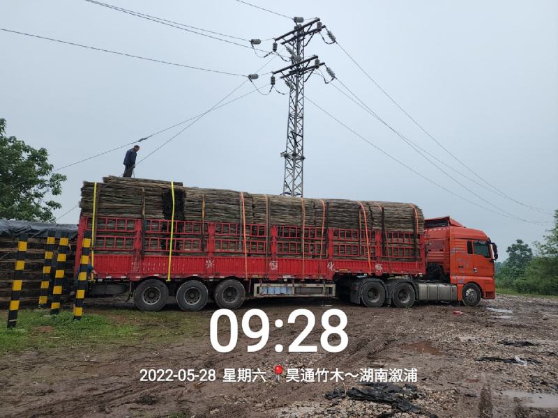 湘西雪峰山菜架竹、竹竿、竹架条、金竹、铁竹、白竹、水竹