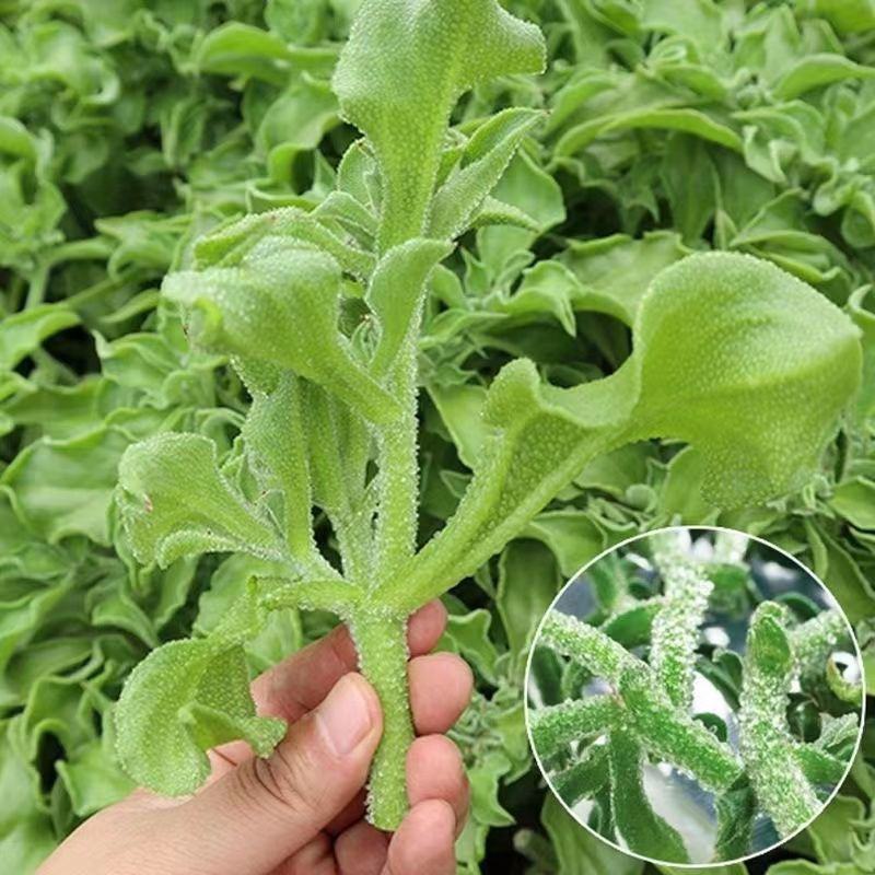 水晶冰菜种子进口高产冰草种子养生特色有机菜易种芥菜