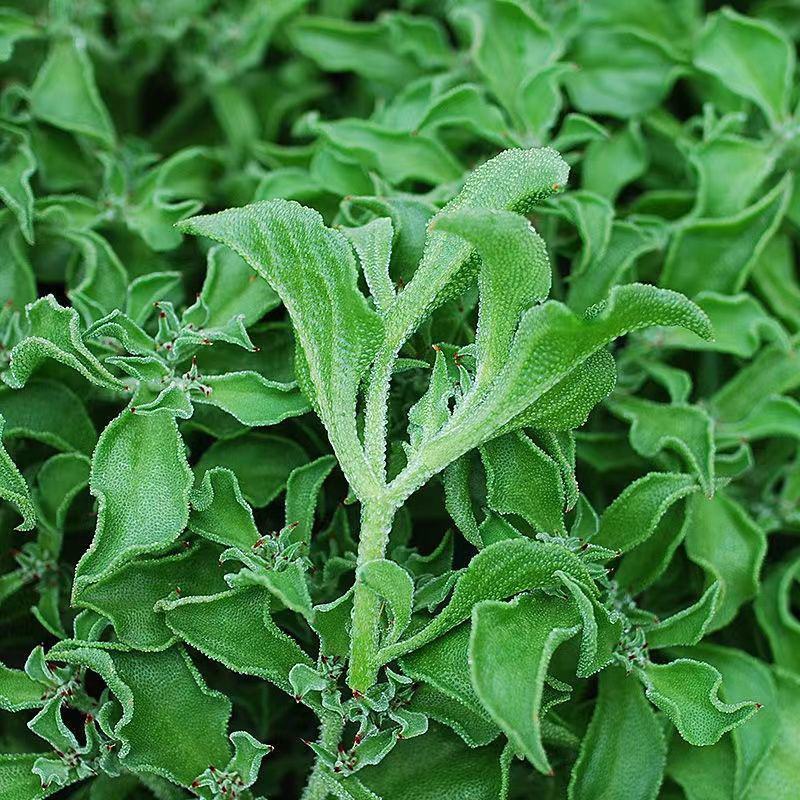 水晶冰菜种子进口高产冰草种子养生特色有机菜易种芥菜