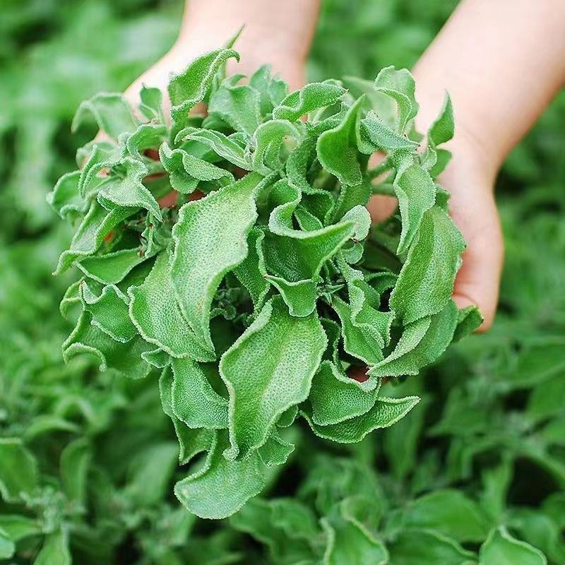 水晶冰菜种子进口高产冰草种子养生特色有机菜易种芥菜