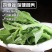 水晶冰菜种子进口高产冰草种子养生特色有机菜易种芥菜