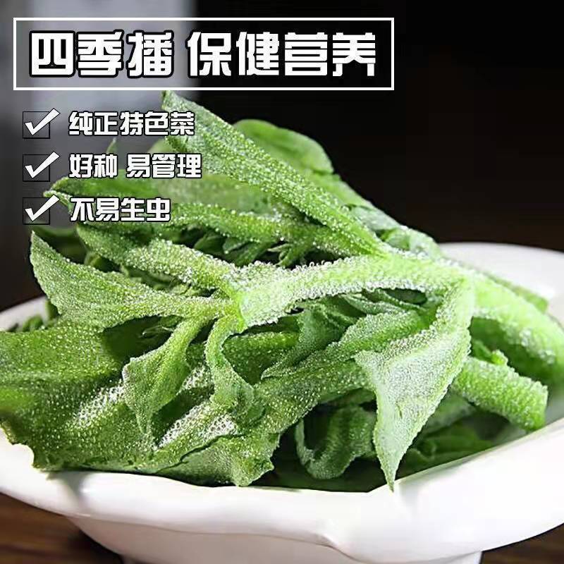 水晶冰菜种子进口高产冰草种子养生特色有机菜易种芥菜