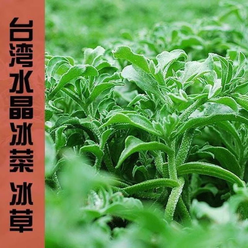 水晶冰菜种子进口高产冰草种子养生特色有机菜易种芥菜