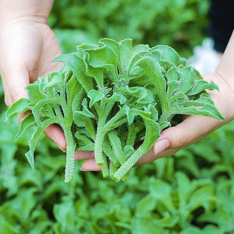 水晶冰菜种子进口高产冰草种子养生特色有机菜易种芥菜