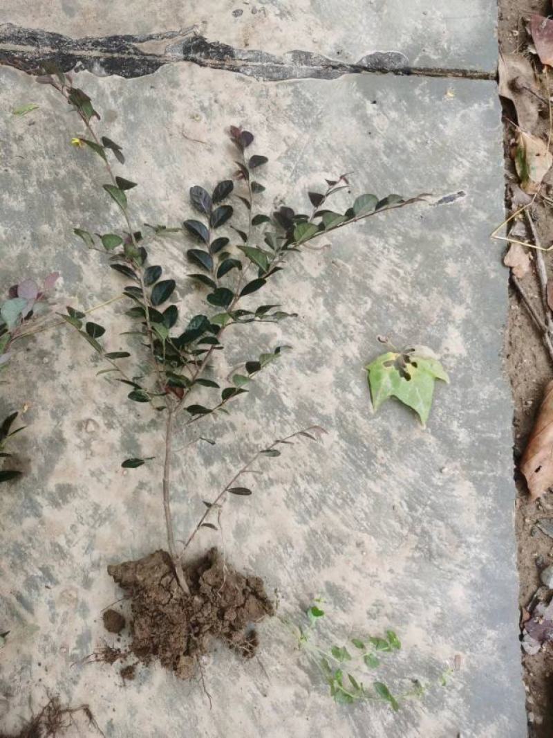红花继木2年生小苗农户自产自销根系发达好种易活