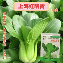 小白菜种子红明青上海青种子小青菜籽蔬菜种子油菜阳台园艺