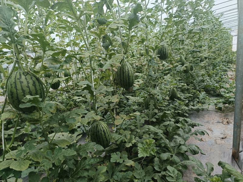 【老店推荐】全美2k西瓜大量上市熟度九成，皮毛好看货源充足