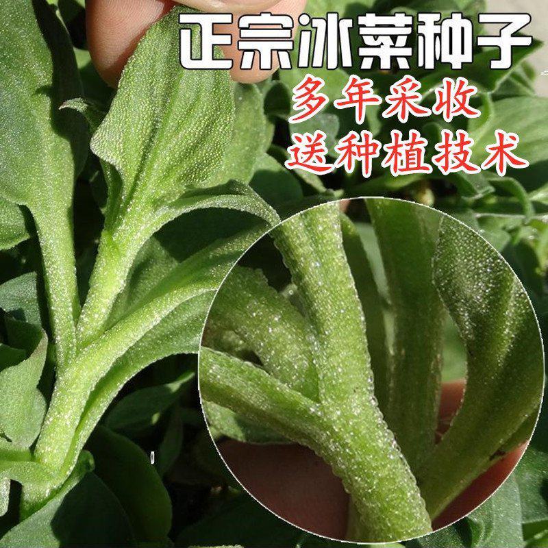 水晶冰菜种子进口高产冰草种子养生特色有机菜易种芥菜