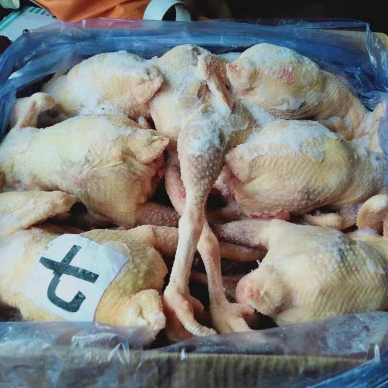 东北红毛蛋鸡