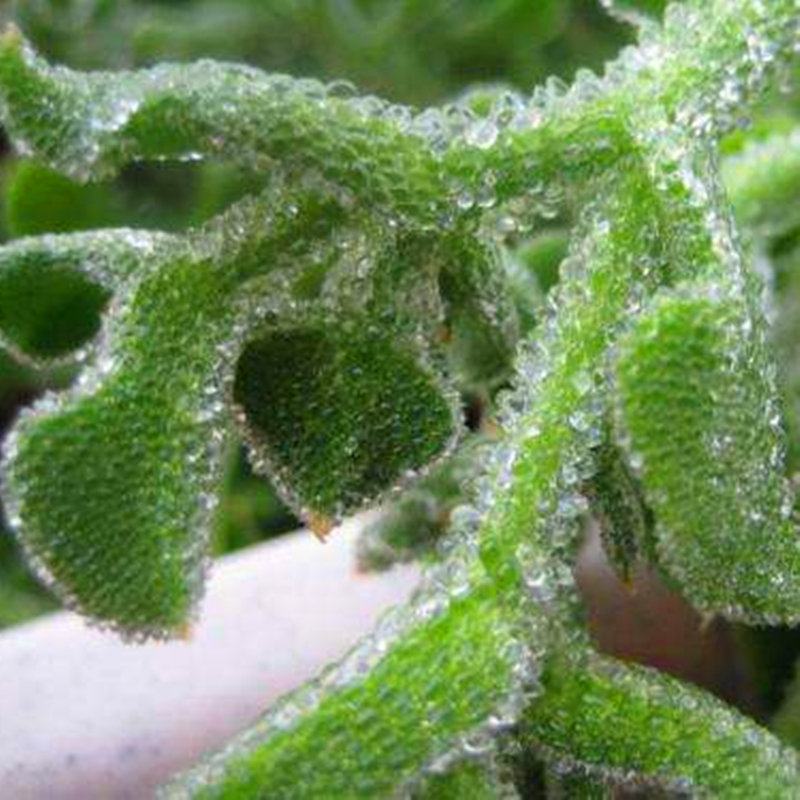 冰菜种子水晶冰菜种子冰草种子冰草苗特色新鲜蔬菜种子