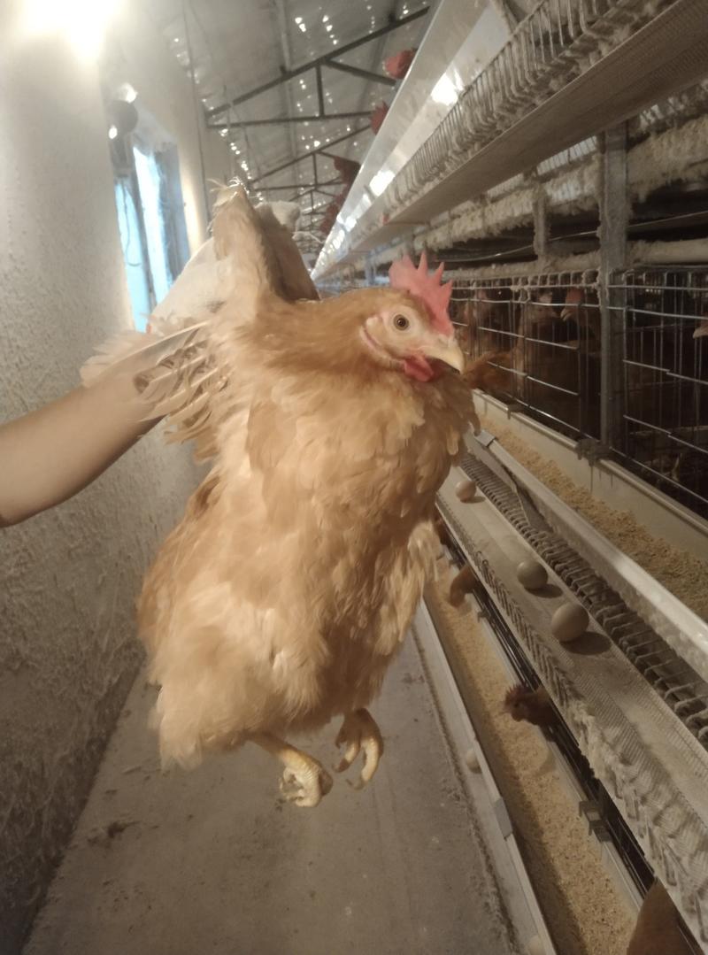 湖北随州养殖场淘汰老母鸡货源充足，大量批发(绿壳蛋鸡)
