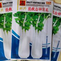 白杆芹菜空心白芹菜种子脆嫩白芹菜种子芹菜种子