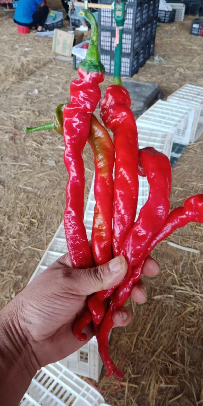 甘肃红陇椒，红螺丝椒，大量现货，酱厂货可去把，