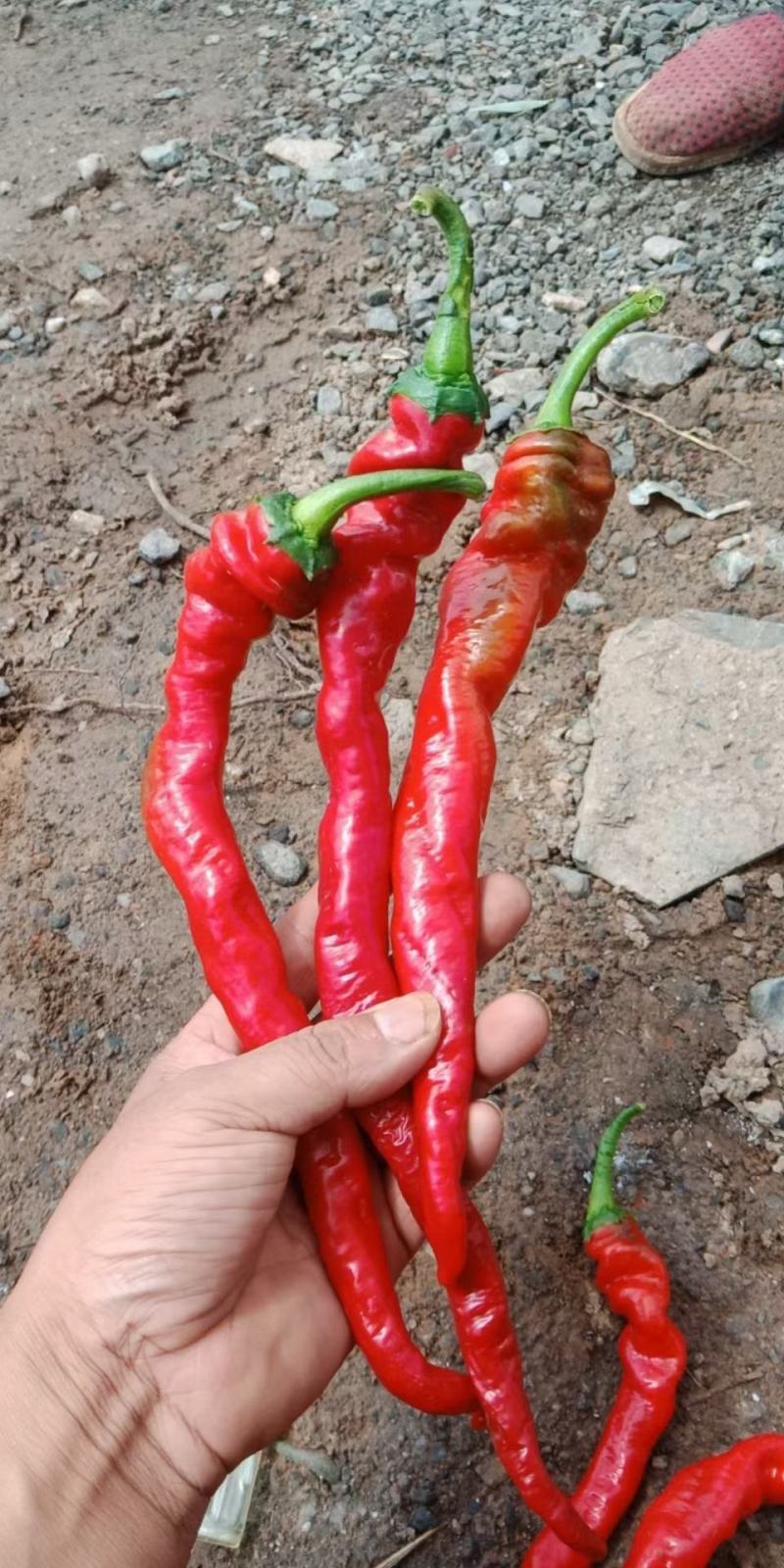甘肃红陇椒，红螺丝椒，大量现货，酱厂货可去把，