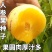 人参果种子四季播种籽特色水果种子四心室黄心高产大面积长寿