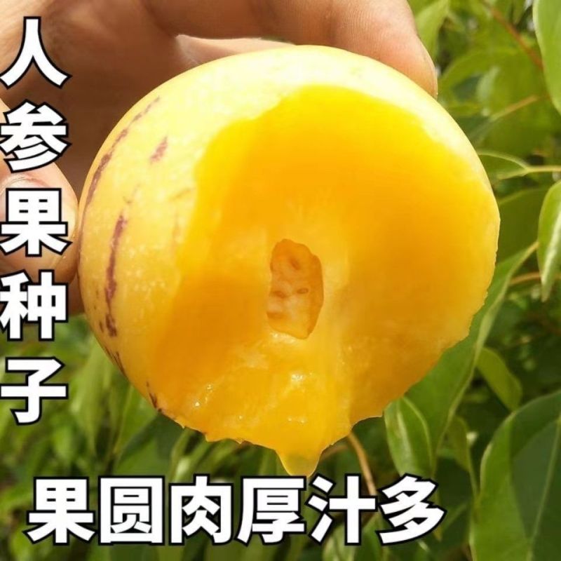 人参果种子四季播种籽特色水果种子四心室黄心高产大面积长寿