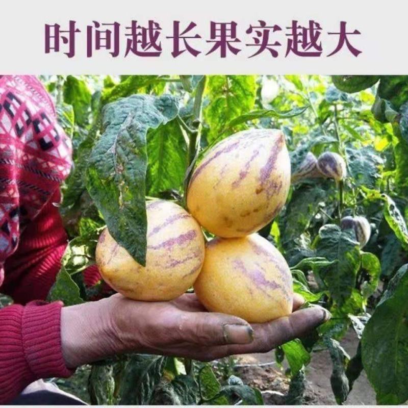 人参果种子四季播种籽特色水果种子四心室黄心高产大面积长寿