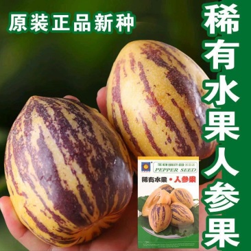 人参果种子奶香人参果原装批发大全一年四季种植阳台盆栽水果