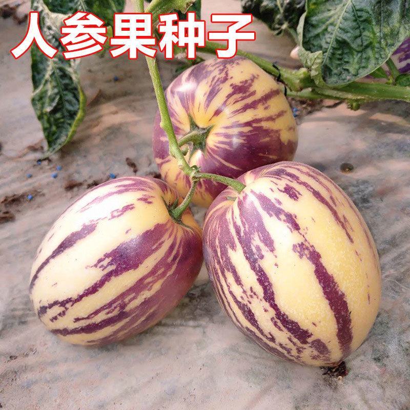 人参果种子奶香人参果原装批发大全一年四季种植阳台盆栽水果