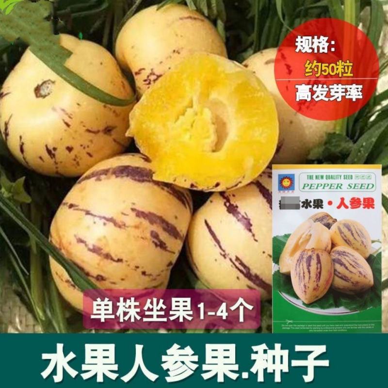 人参果种子奶香人参果原装批发大全一年四季种植阳台盆栽水果