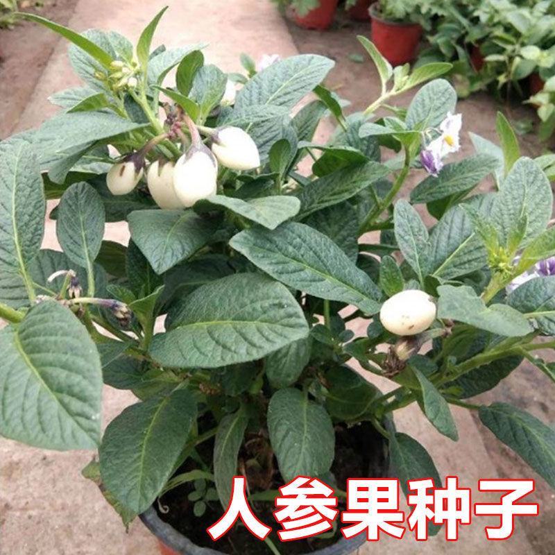 人参果种子奶香人参果原装批发大全一年四季种植阳台盆栽水果