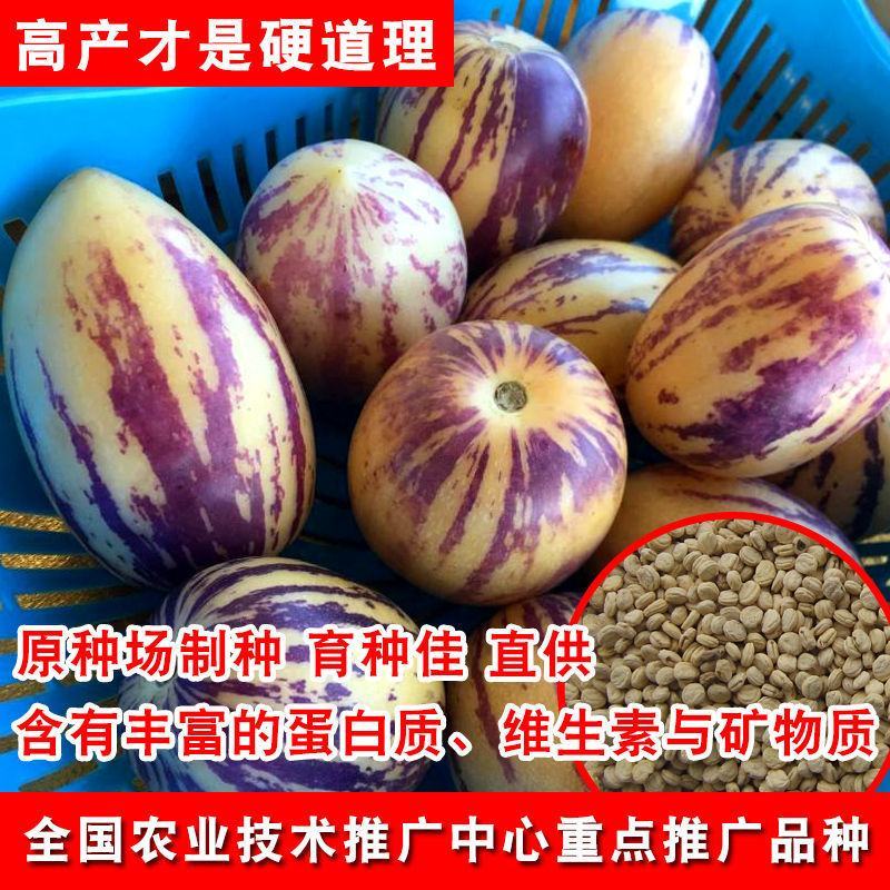 人参果种子奶香人参果原装批发大全一年四季种植阳台盆栽水果
