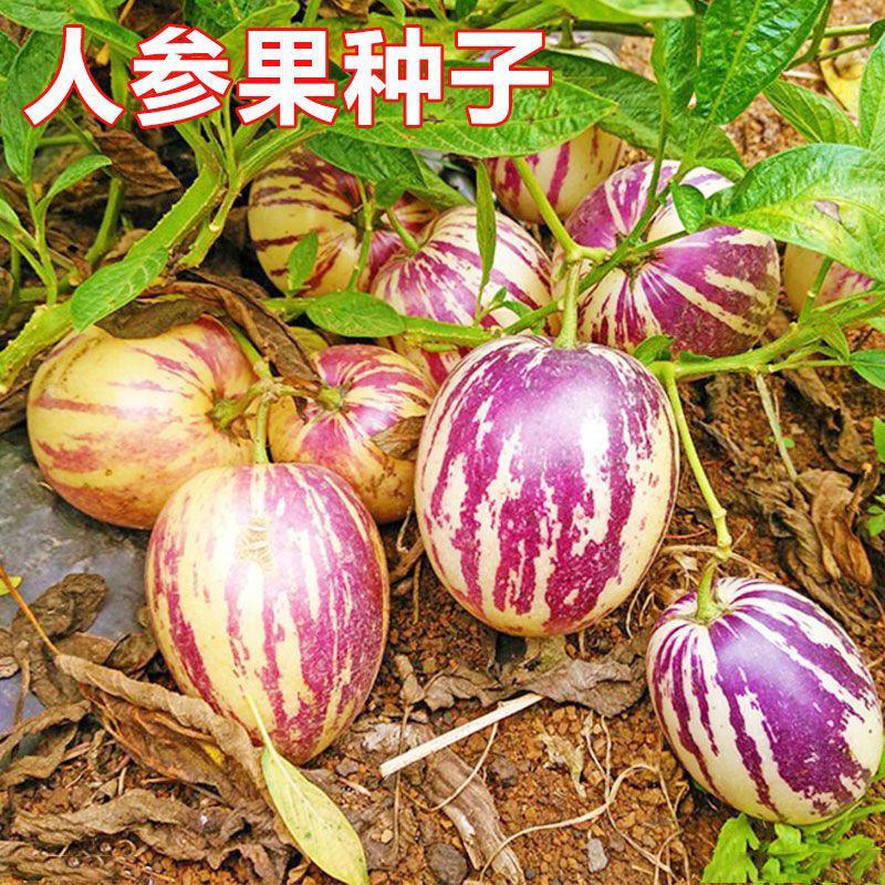 人参果种子奶香人参果原装批发大全一年四季种植阳台盆栽水果