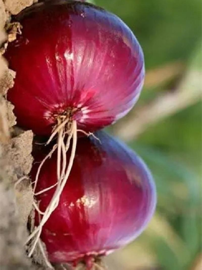 紫红洋葱种子半高桩紫红色大果红宝大洋葱蔬菜种籽辛辣味浓