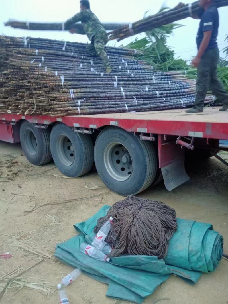 [推荐]精品黑皮甘蔗甘甜多汁，一手货源品质保障量大价更优