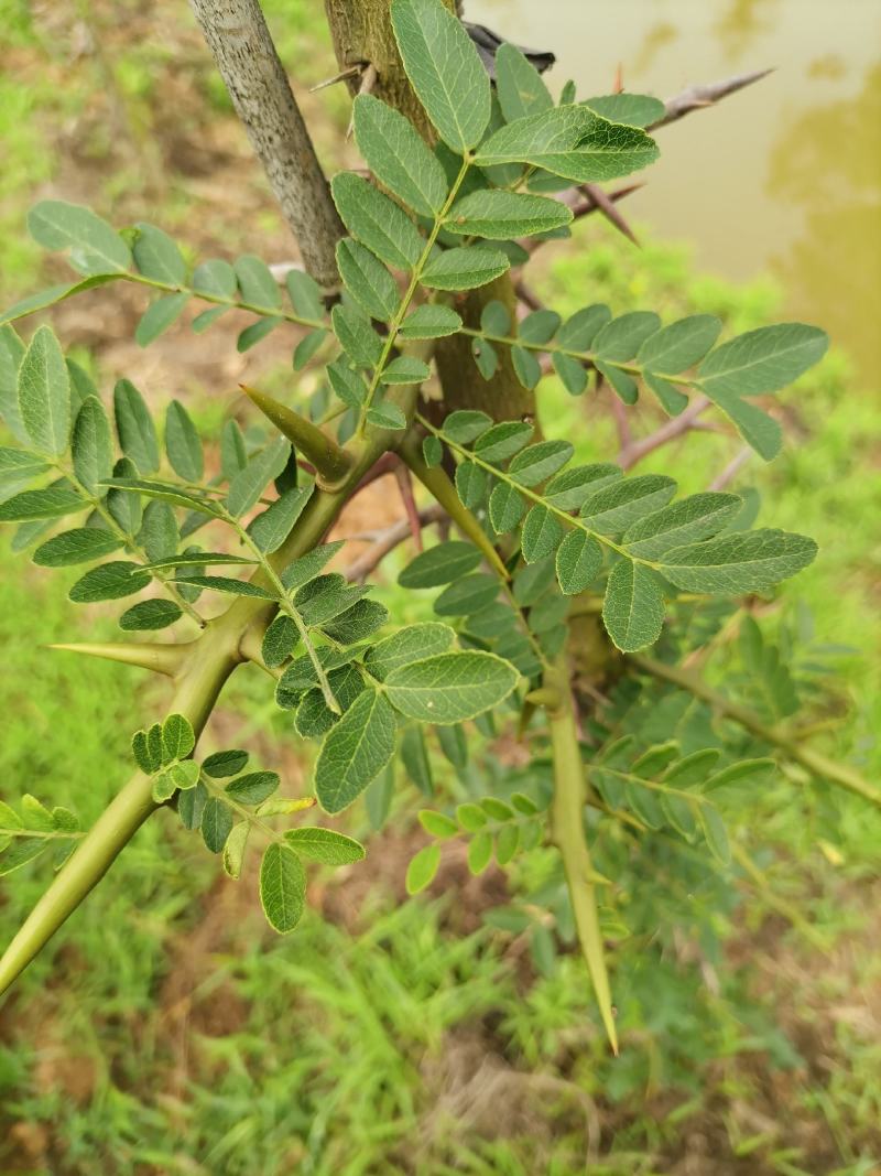 大刺皂角苗一年苗嫁接苗产皂刺产皂子