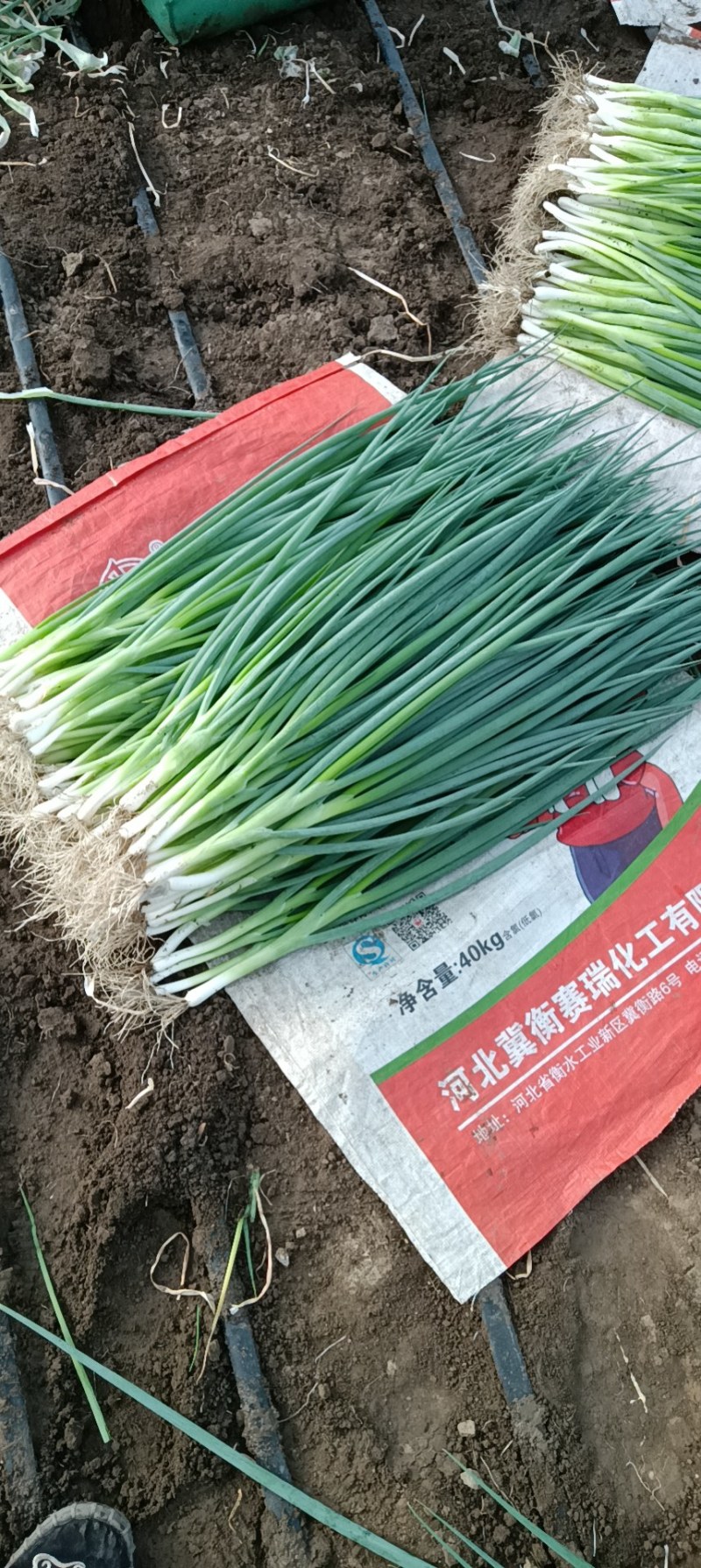 东北吉林精品香葱，产地直发货源充足大量有货质量很好，。