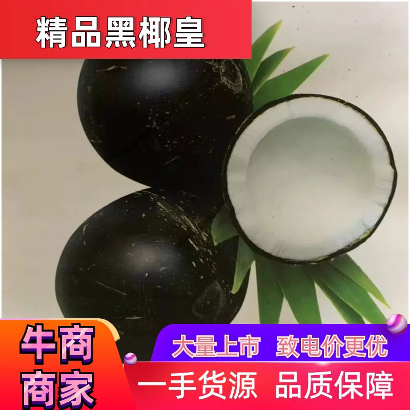 【精品黑椰皇】老椰子孕妇水果原装椰子原味椰汁煲汤
