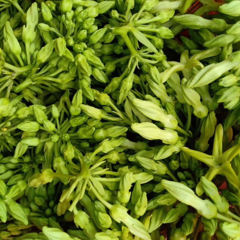 富硒夜香花、食用夜香花、0农药、0化肥、施沼液