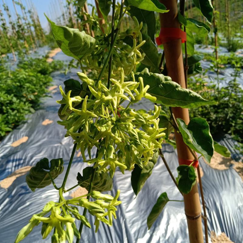 富硒夜香花、食用夜香花、0农药、0化肥、施沼液
