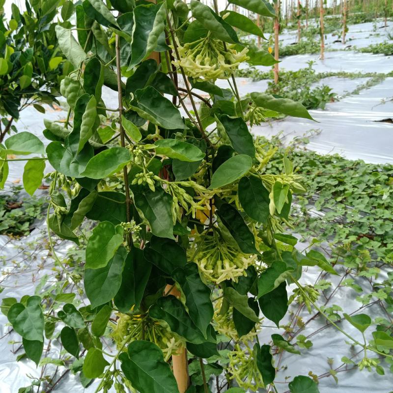 富硒夜香花、食用夜香花、0农药、0化肥、施沼液