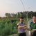 收红缨子高粱